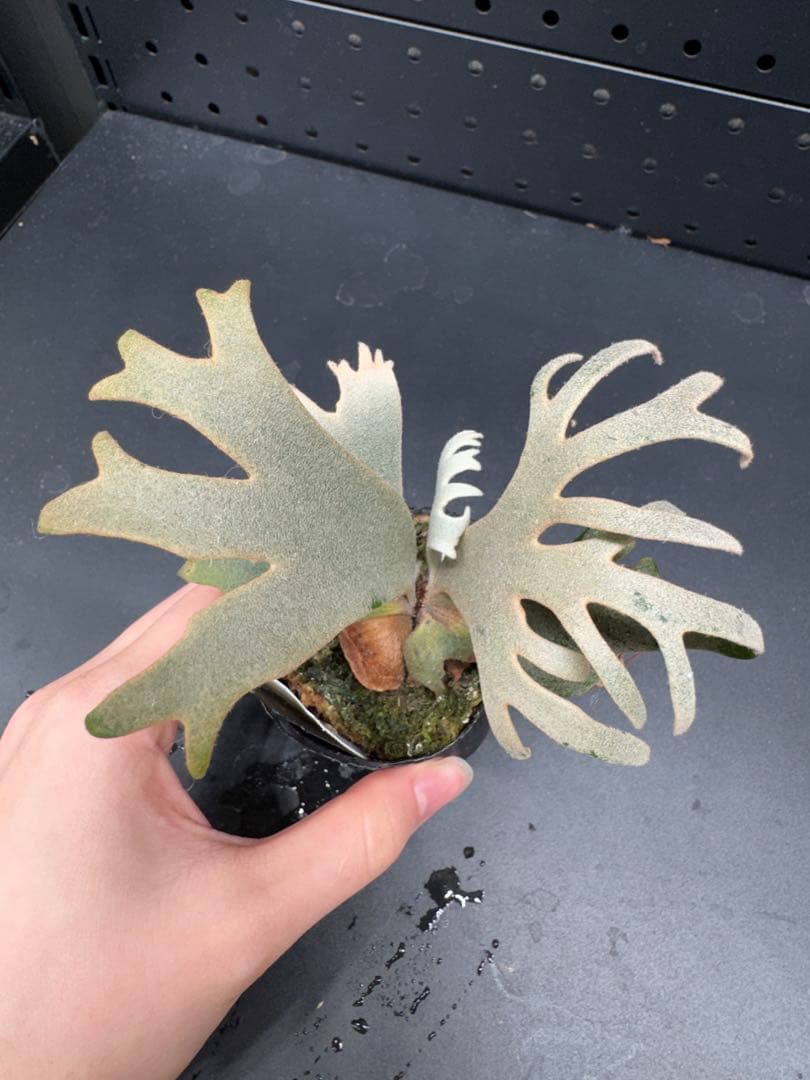 【平凡之鹿】YMDS Totoro HHRナーセリータグ付け #076