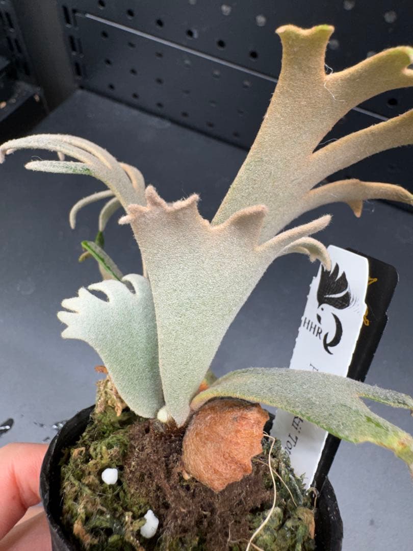 【平凡之鹿】YMDS Totoro HHRナーセリータグ付け #076