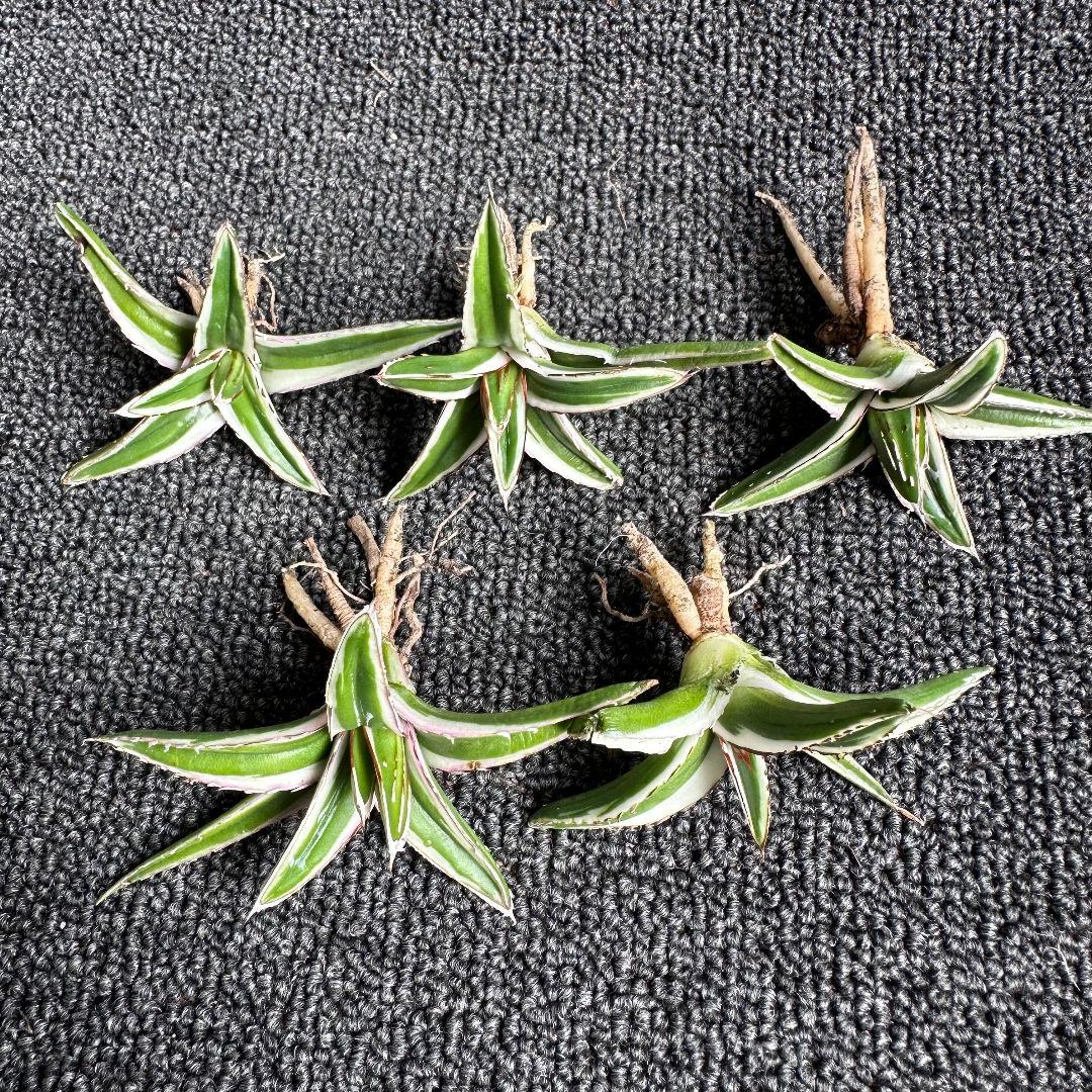 2113アガベ チタノタ 丸叶氷山 極上中小株 5株セット