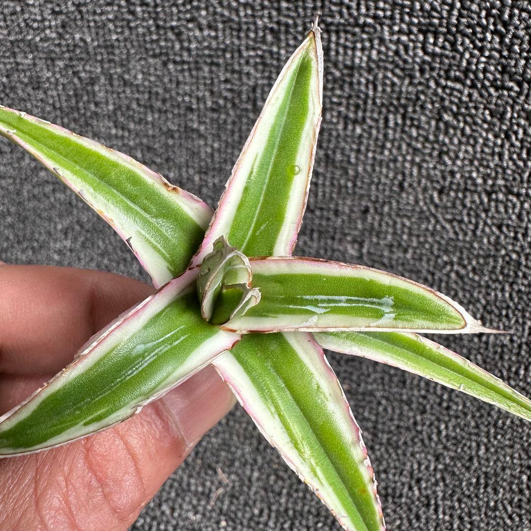 2113アガベ チタノタ 丸叶氷山 極上中小株 5株セット