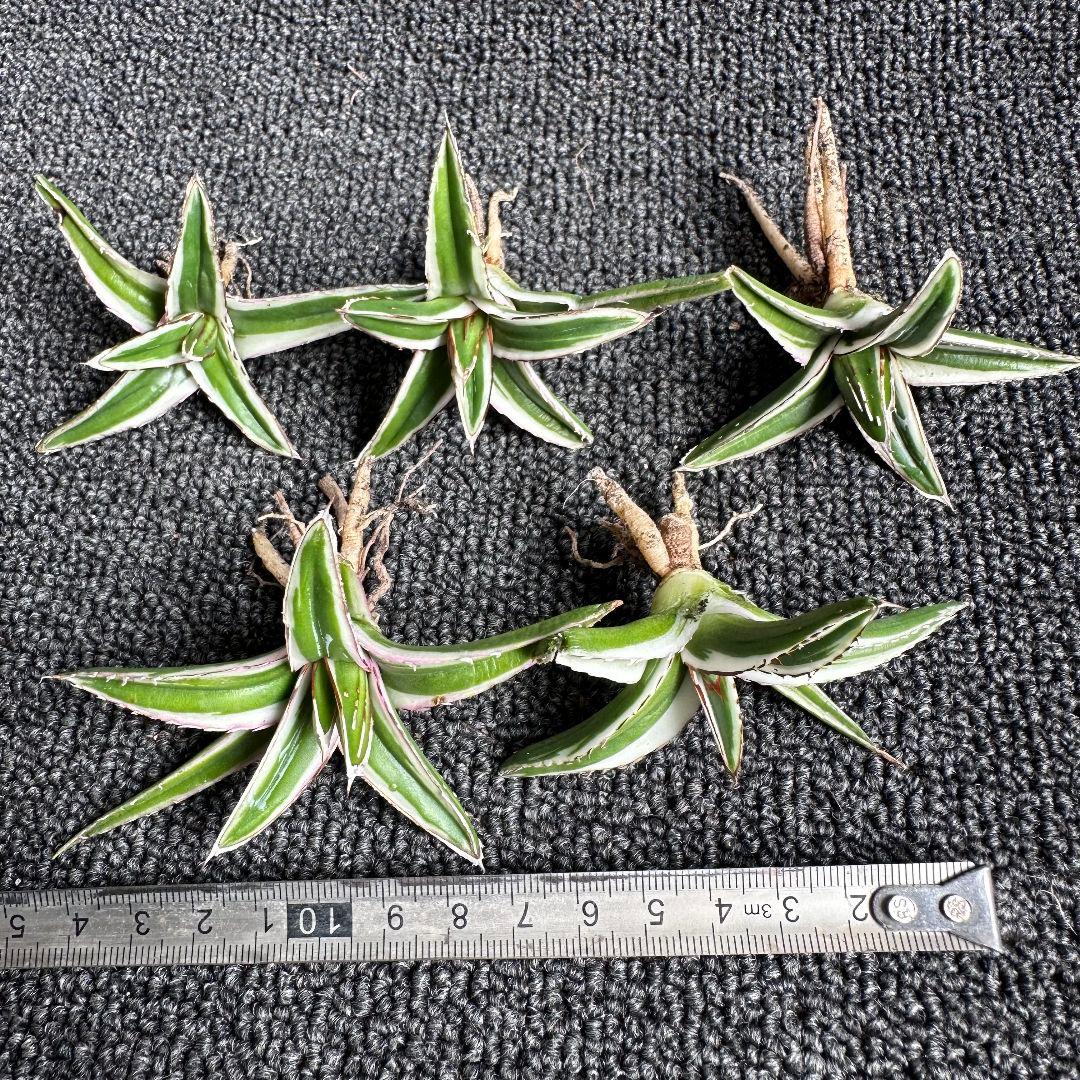 2113アガベ チタノタ 丸叶氷山 極上中小株 5株セット