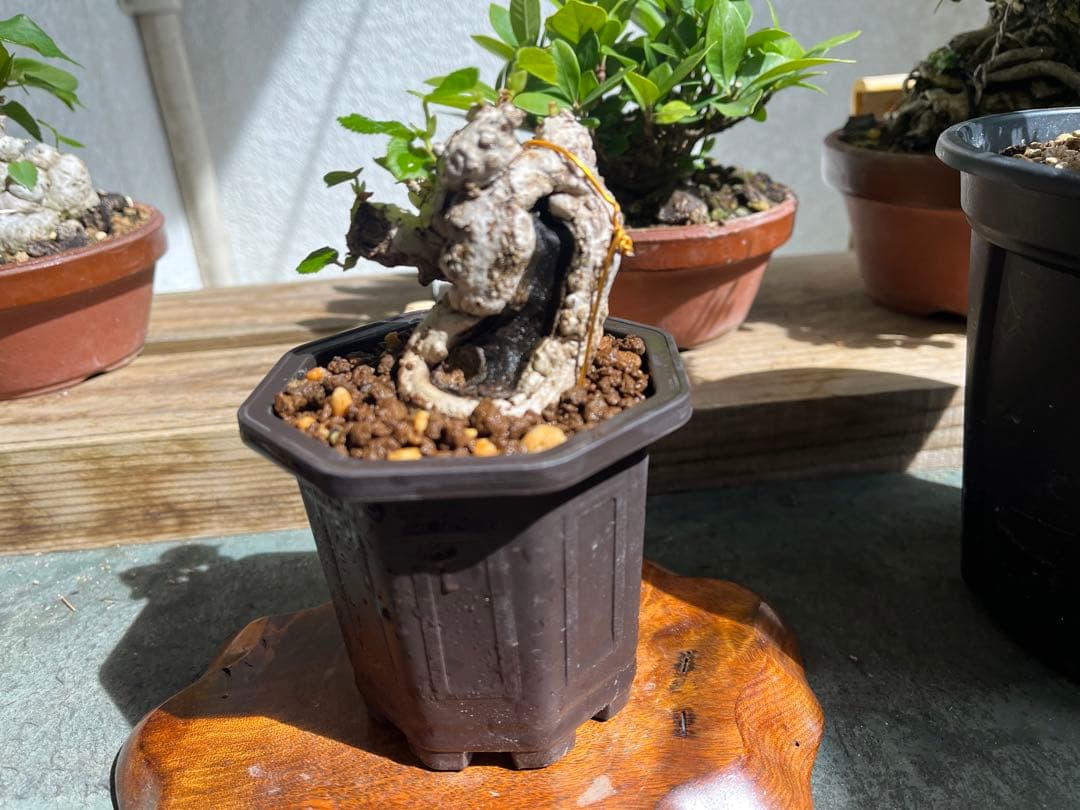 ✨✨✨オキナワオオハマボウ【◎良品サバ幹】検/ユウナハート葉♪happyセール♪