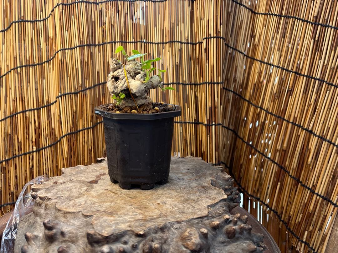 ✨✨✨オキナワオオハマボウ【◎良品サバ幹】検/ユウナハート葉♪happyセール♪