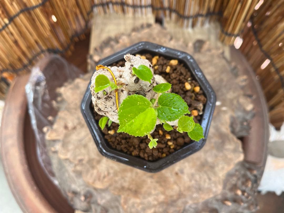 ✨✨✨オキナワオオハマボウ【◎良品サバ幹】検/ユウナハート葉♪happyセール♪