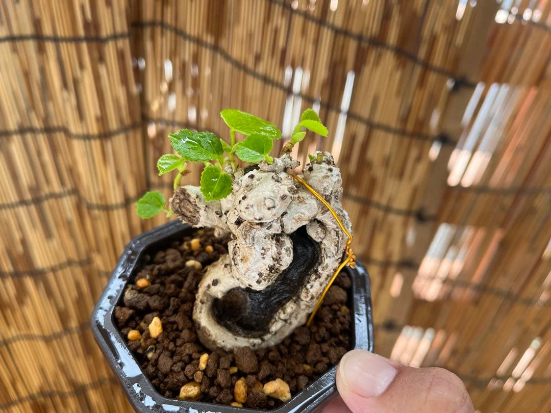 ✨✨✨オキナワオオハマボウ【◎良品サバ幹】検/ユウナハート葉♪happyセール♪