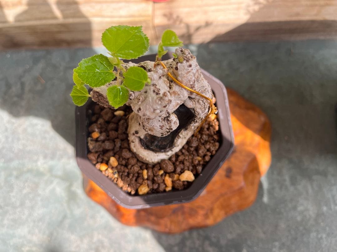 ✨✨✨オキナワオオハマボウ【◎良品サバ幹】検/ユウナハート葉♪happyセール♪