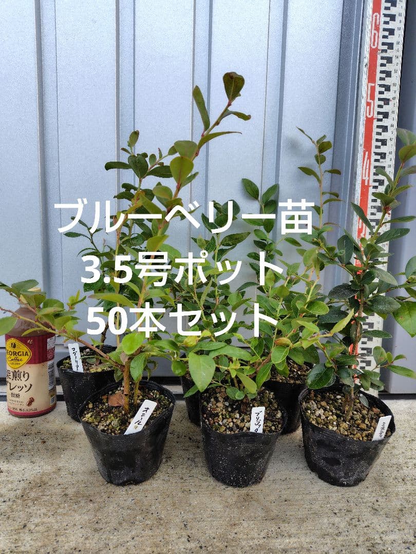 ブルーベリー苗　3.5号ポット50本セット