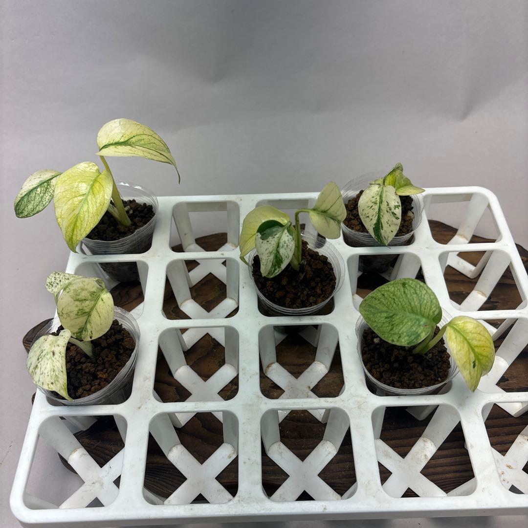 ち*え様 5株セットms33【特別選抜】ホワイトモンスター／天津蘭 モンステラ斑