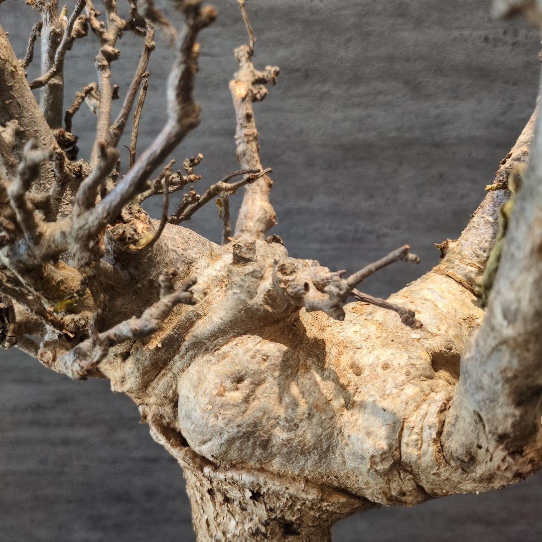 超特大 アダンソニア ディギタ バオバブ 塊根植物　パキプス　コーデックス