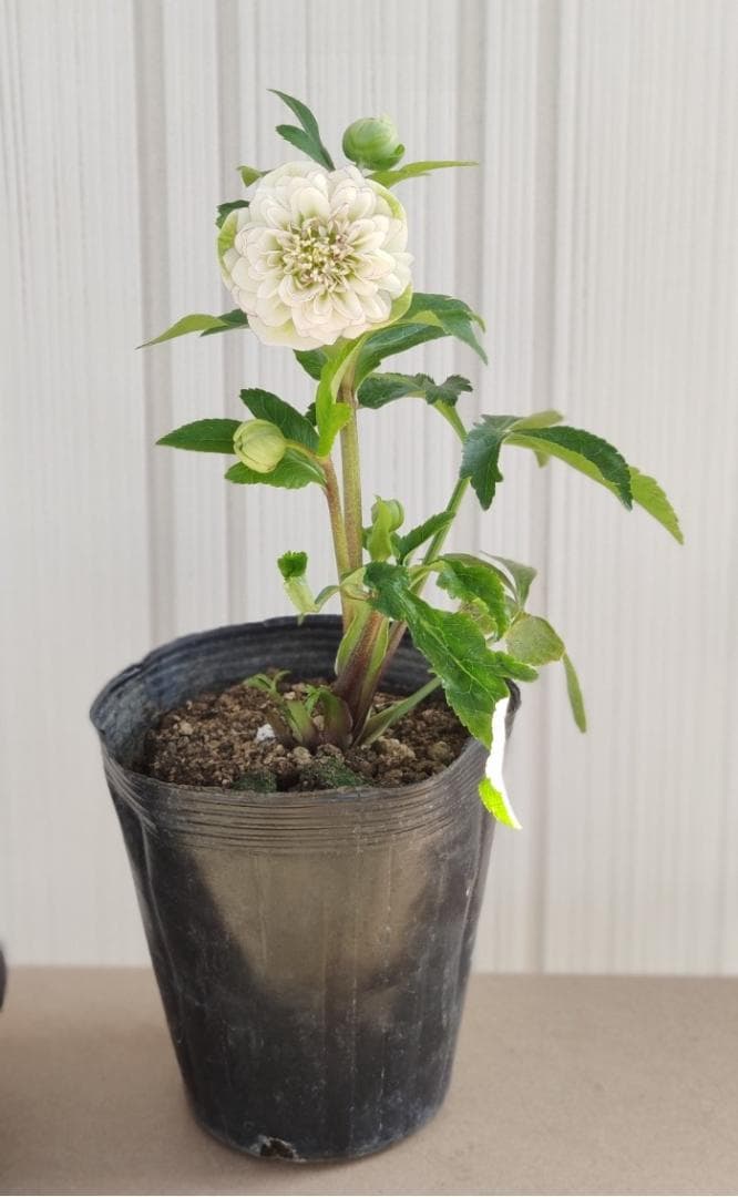 クリスマスローズ　ロゼット咲き多弁ピコティ