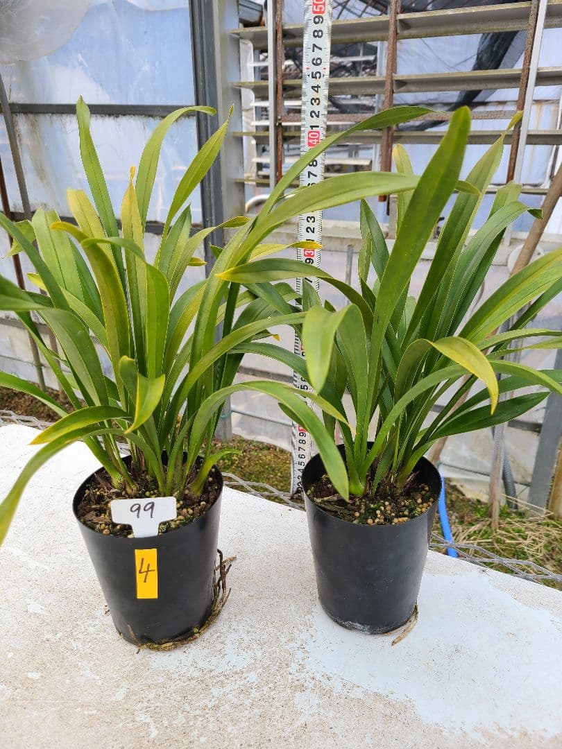 ミスマフェット。花芽4個。2鉢セット。蜜蜂誘引蘭。日本蜜蜂