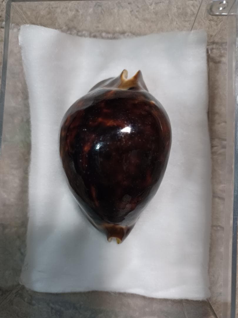 米村、ビードロダカラニガー