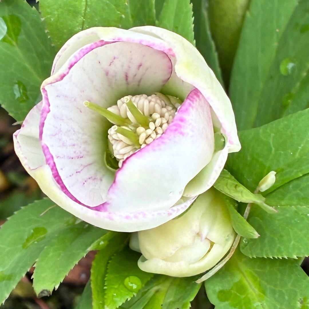 ぴ*ん様 3441☘️花、タグ付☘️プチドール⭐️超小輪⭐️超コンパクト⭐️繊細