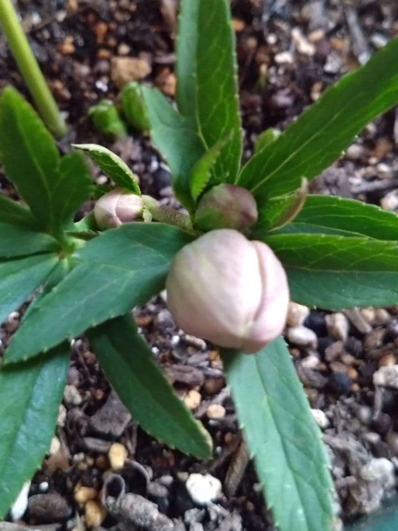 クリスマスローズ　原種プルプラセンス交配