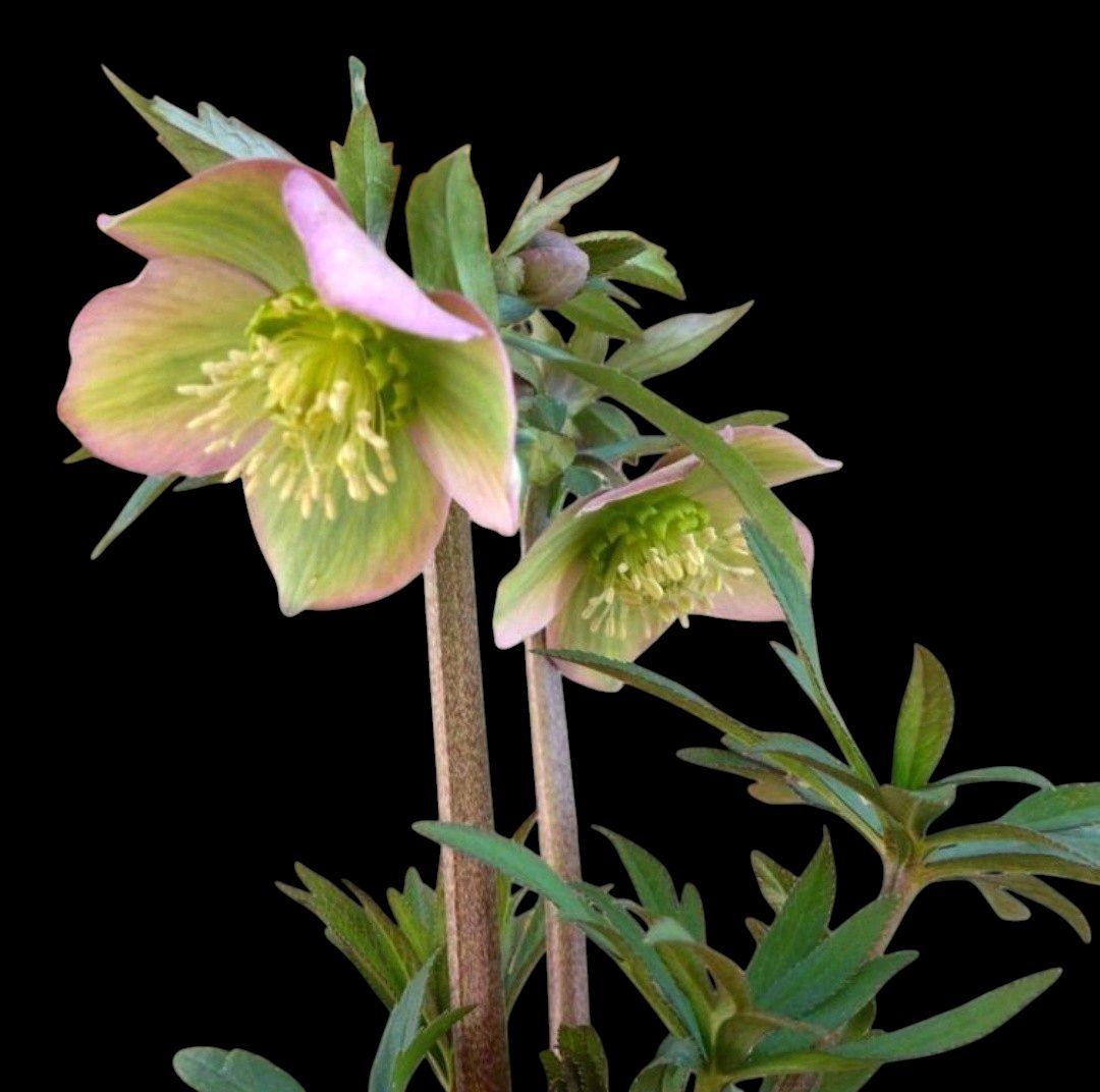 クリスマスローズ　原種プルプラセンス交配