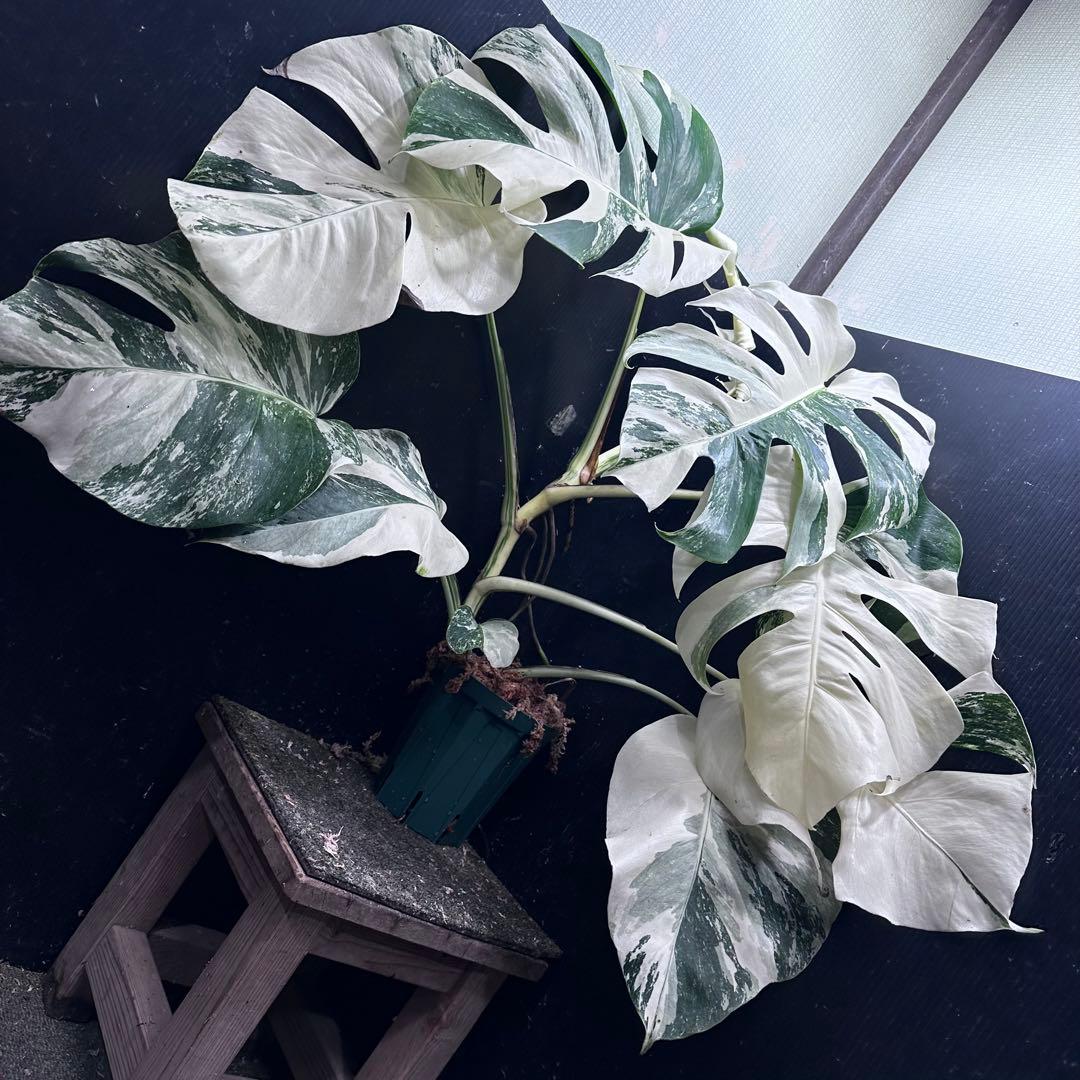 j*フ様 斑入りモンステラ ホワイトタイガー極美大株65cm白斑多