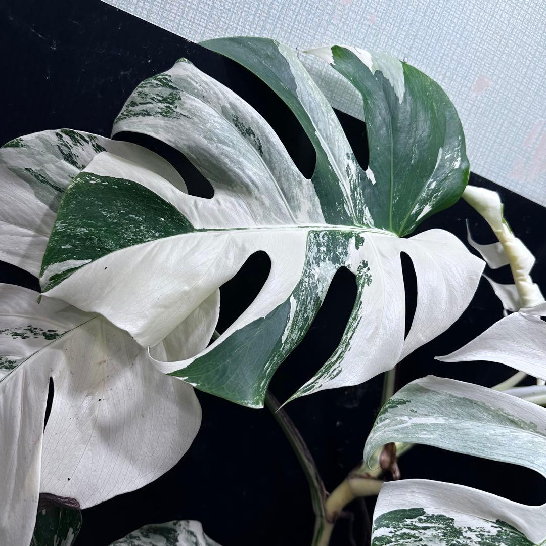 j*フ様 斑入りモンステラ ホワイトタイガー極美大株65cm白斑多