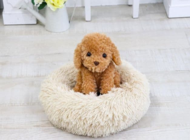 大人向け 音声認識 ぬいぐるみ 【 おしゃべりトイプードル】電池付き