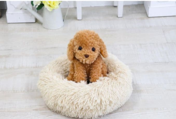 大人向け 音声認識 ぬいぐるみ 【 おしゃべりトイプードル】電池付き