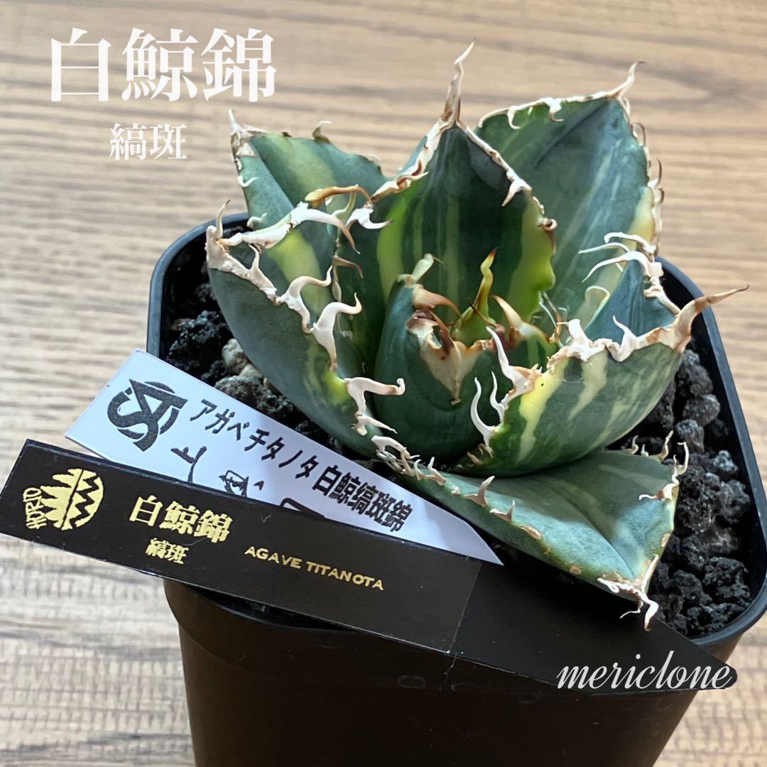 れ*★様 【初売りオークション】118 特大　アガベ　チタノタ　白鯨錦　縞斑　T