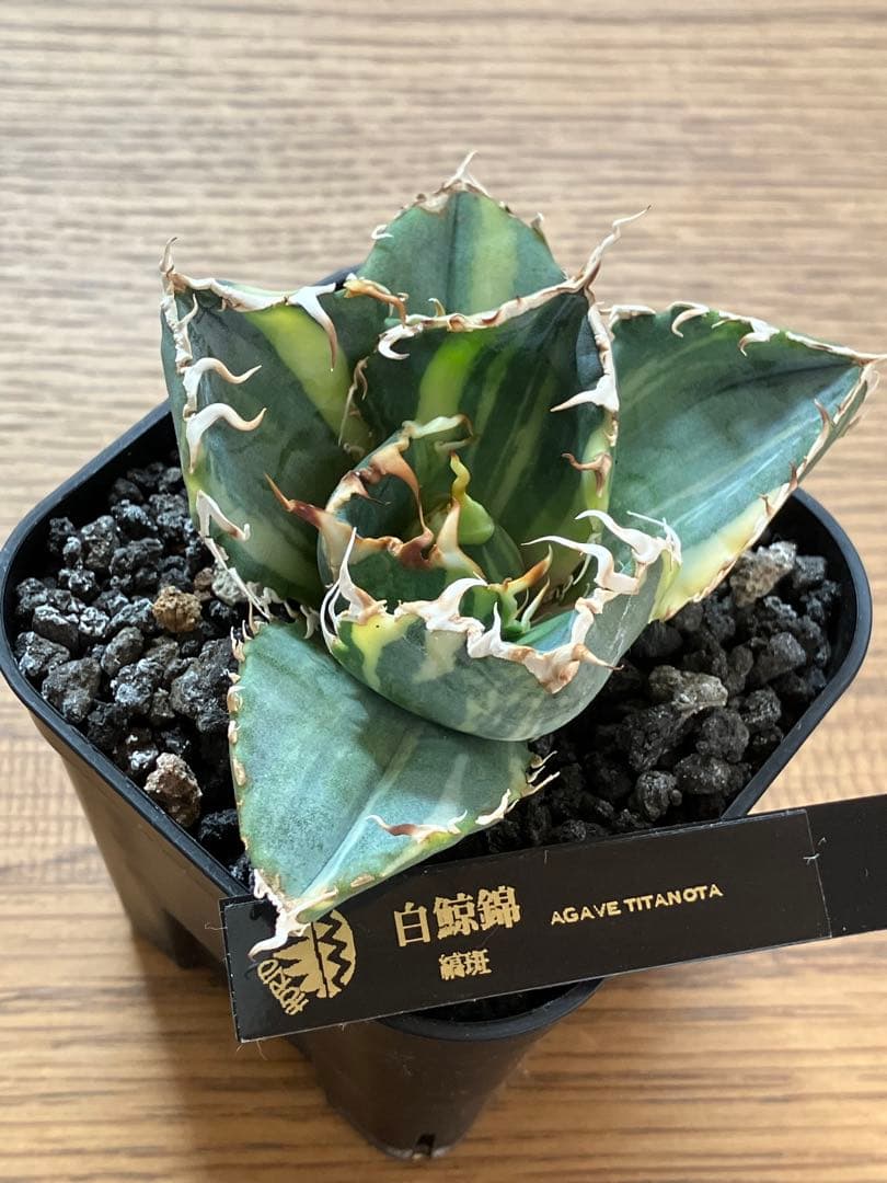れ*★様 【初売りオークション】118 特大　アガベ　チタノタ　白鯨錦　縞斑　T