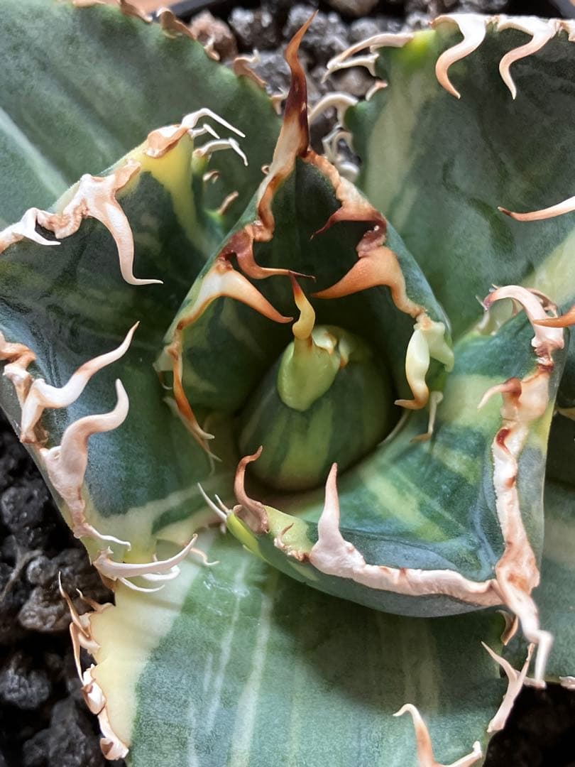 れ*★様 【初売りオークション】118 特大　アガベ　チタノタ　白鯨錦　縞斑　T