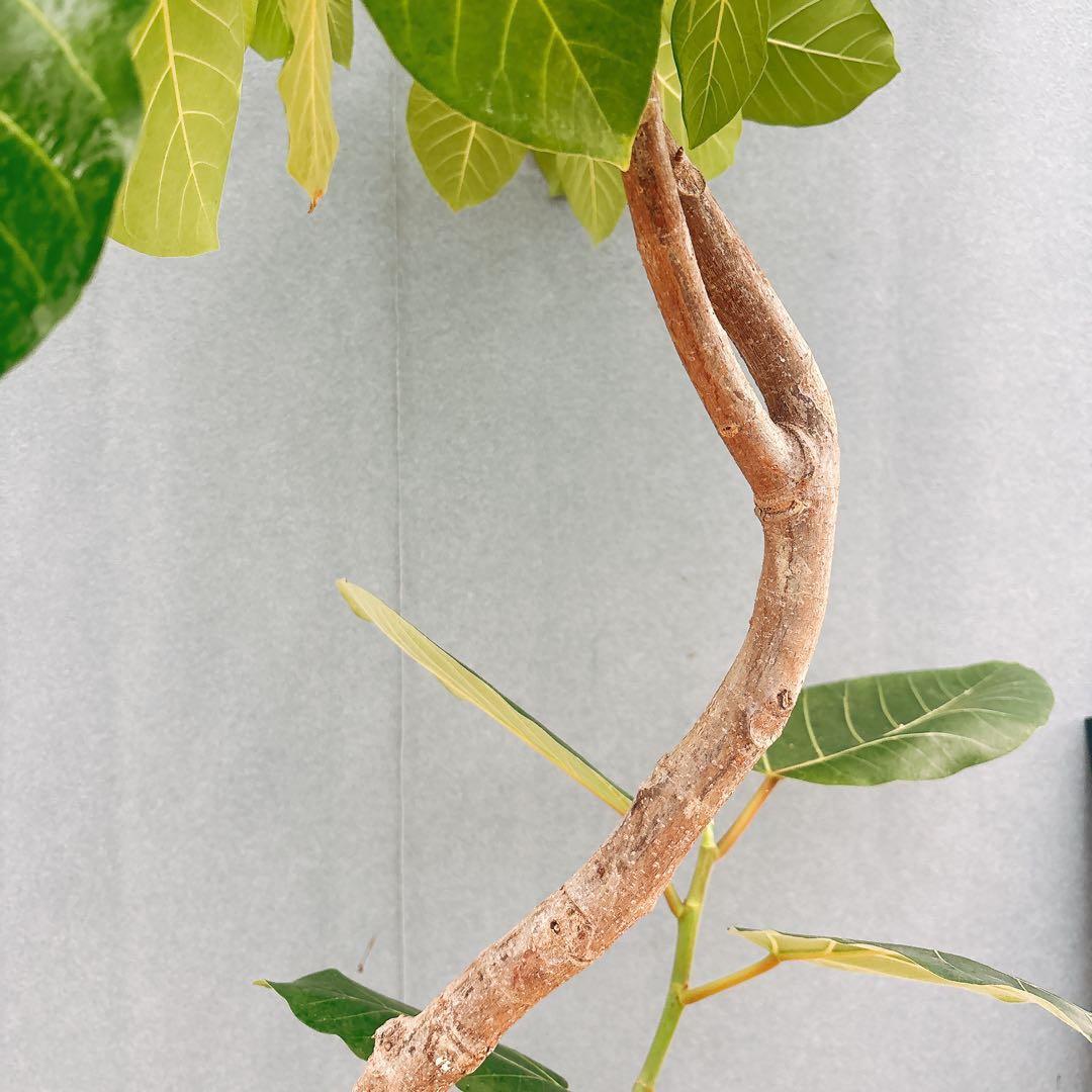 ［現品］【希少】F1 フィカス　グランディス　8号　観葉植物　室内　大型　レア