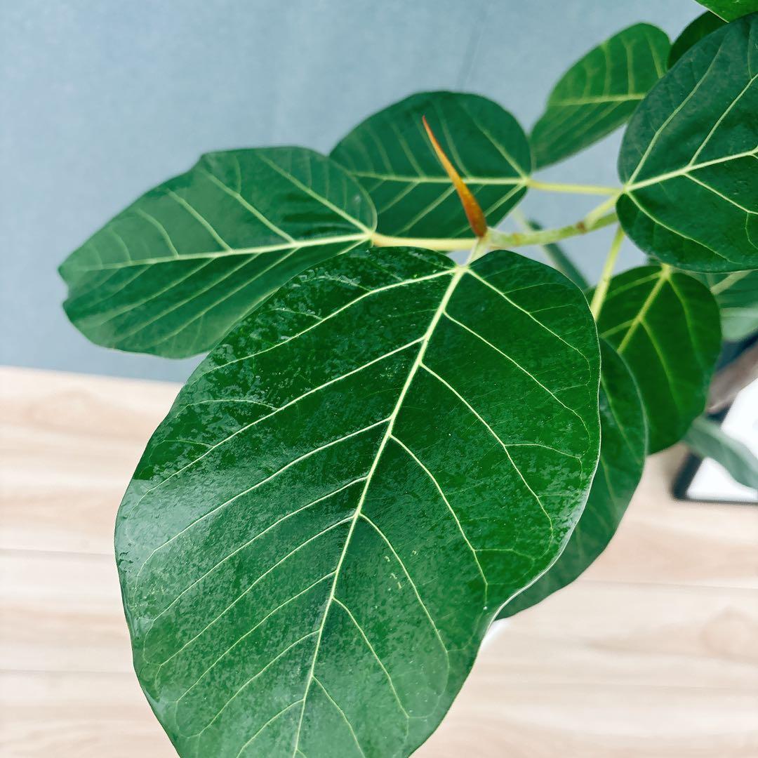 ［現品］【希少】F1 フィカス　グランディス　8号　観葉植物　室内　大型　レア