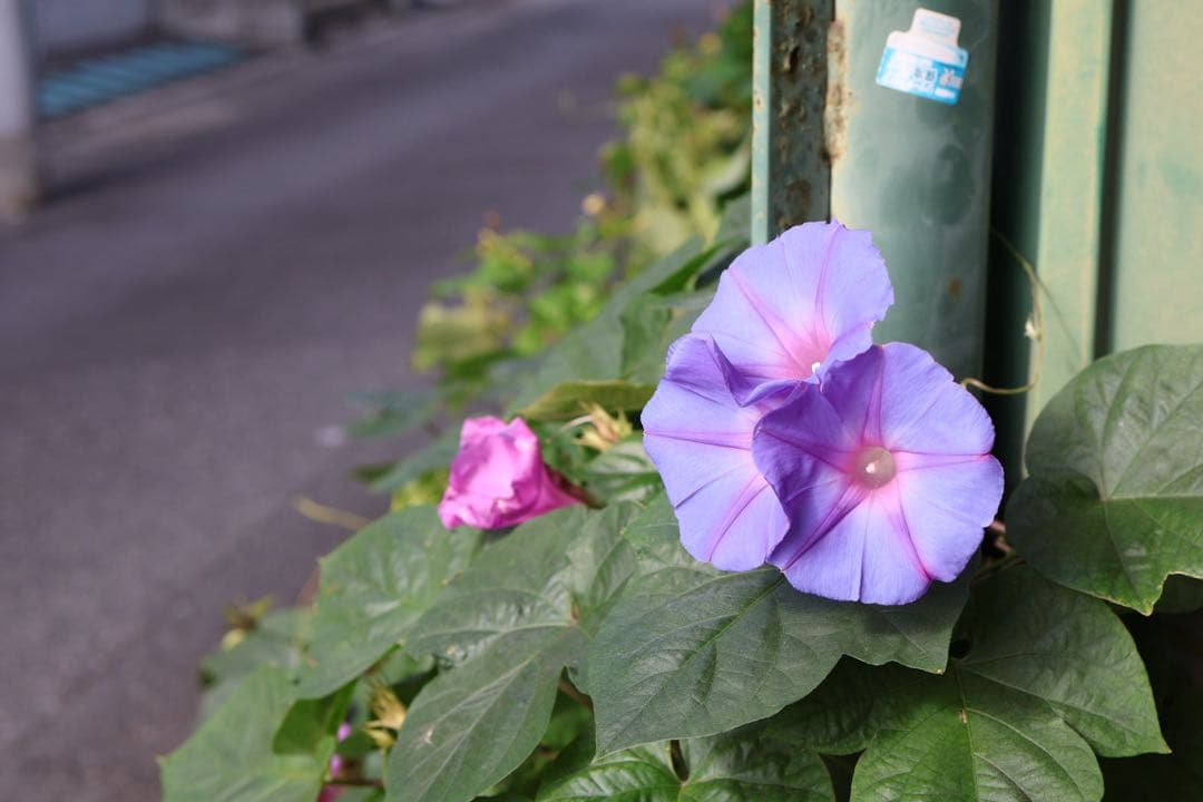 rf35mm f1.8 マクロ is stm
