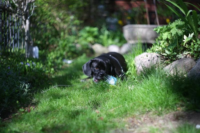 24　未使用　ぐるぐるボケレンズ　ヘリオス　44-2　M42アダプター付