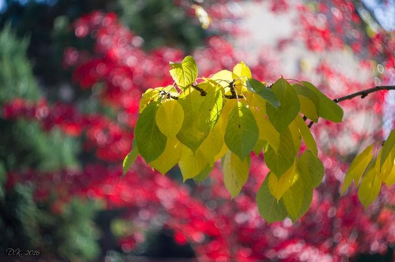 24　未使用　ぐるぐるボケレンズ　ヘリオス　44-2　M42アダプター付