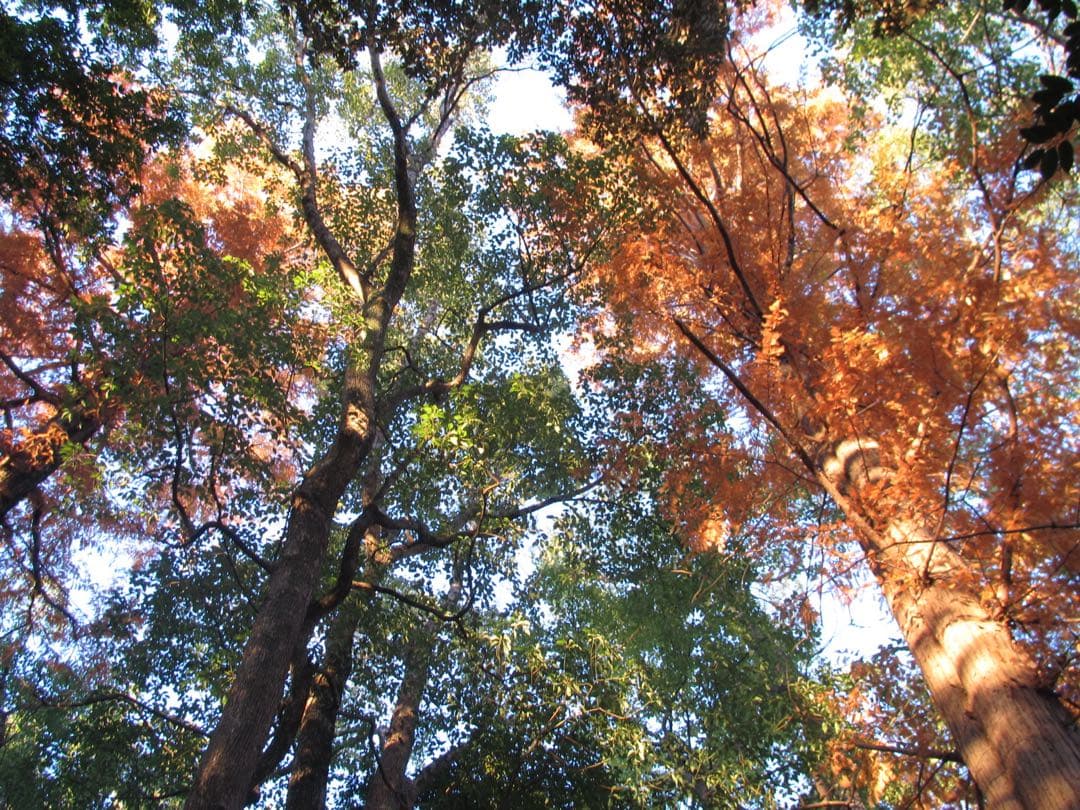 Canon デジカメ ixy 50s ブラウン