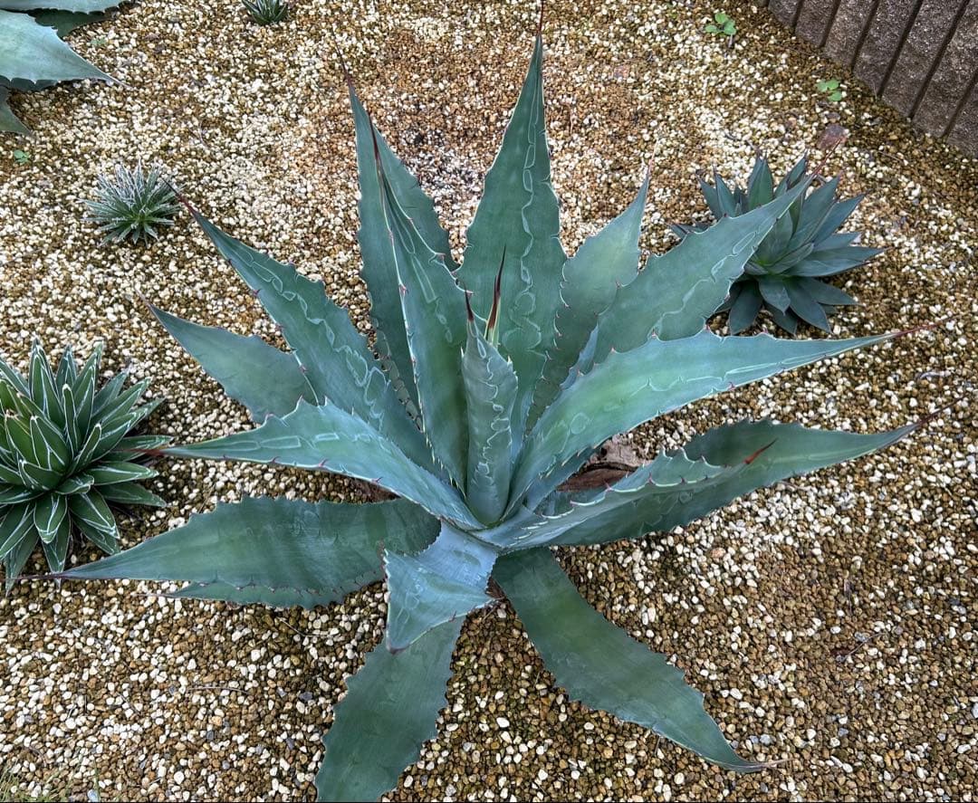 厳選株　アガベ　ワコマヒー　特大株