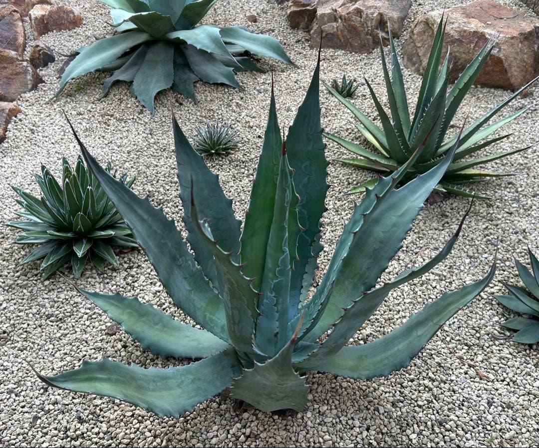 厳選株　アガベ　ワコマヒー　特大株