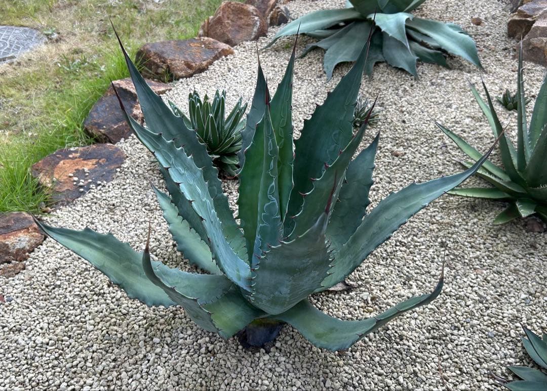 厳選株　アガベ　ワコマヒー　特大株