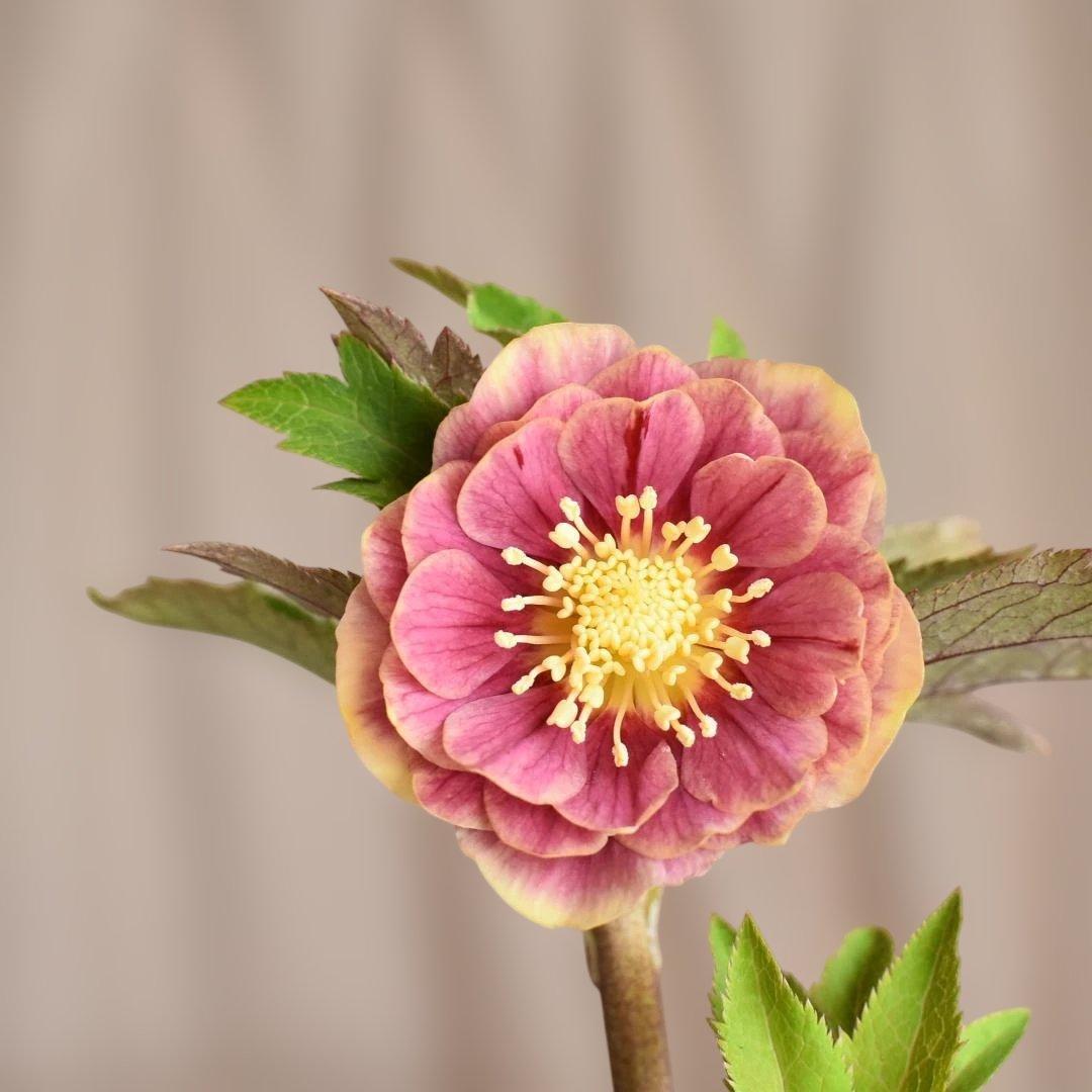 a*り様 広瀬園芸　ソレイユ　クリスマスローズ　　　開花株