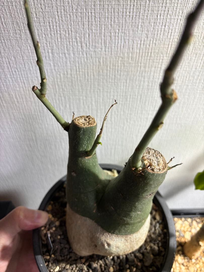 アデニアグラウカ ダブルヘッド