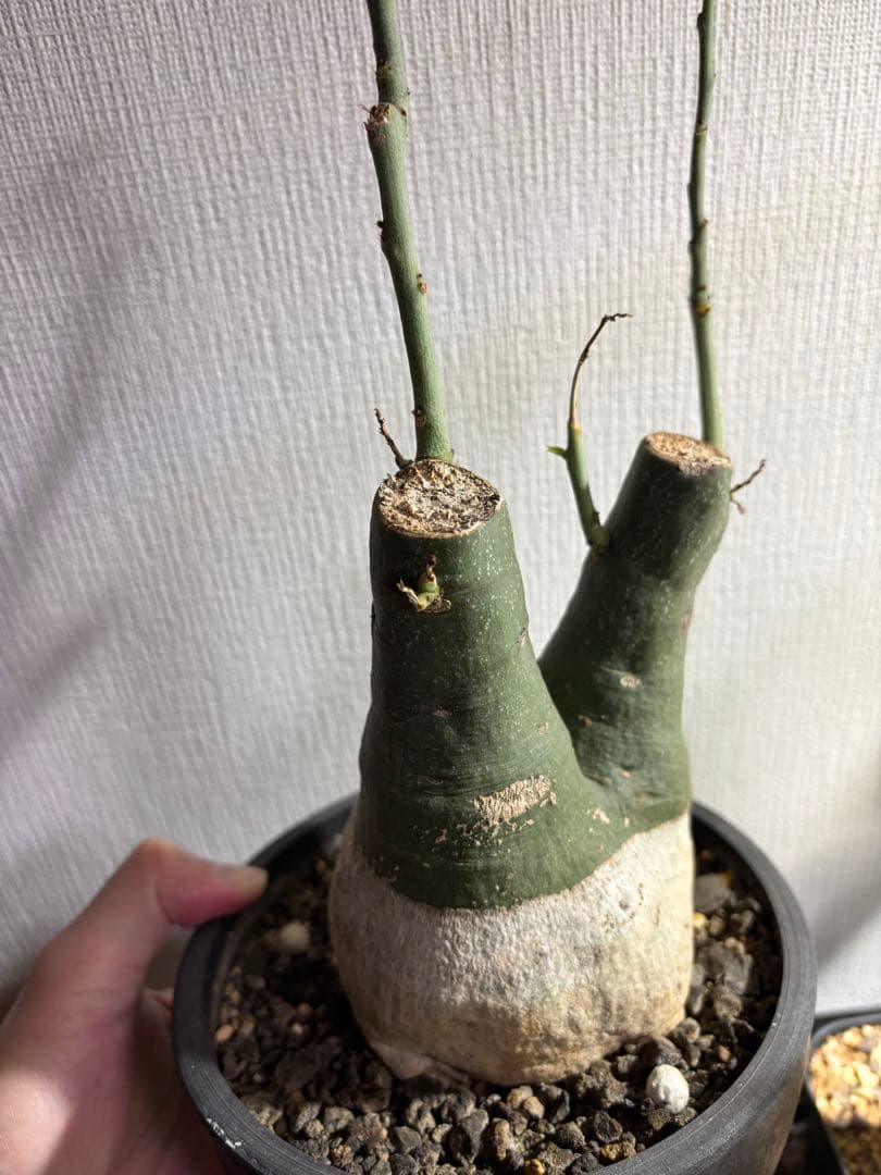 アデニアグラウカ ダブルヘッド