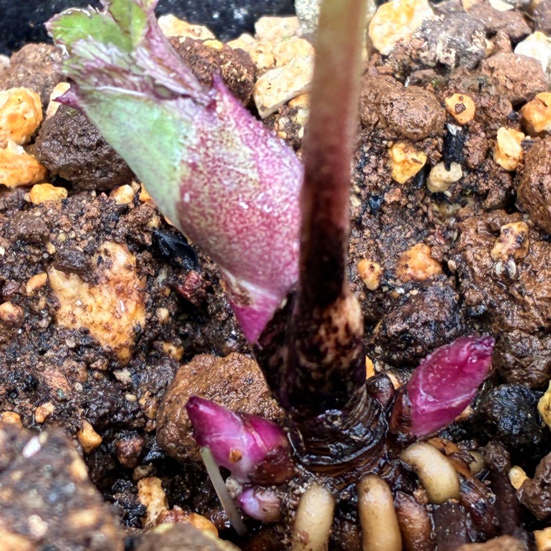 の*ん様 ☘️蕾付き☘️3377⭐️極上⭐️小輪⭐️芳香⭐️ノスタルジア系⭐️オ