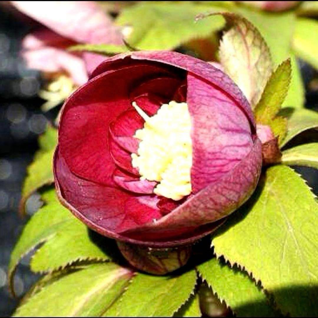 の*ん様 ☘️蕾付き☘️3377⭐️極上⭐️小輪⭐️芳香⭐️ノスタルジア系⭐️オ