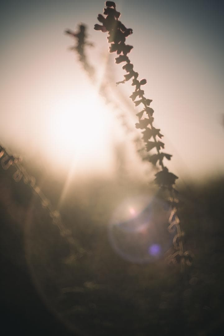 訳ありSALE！Leica Summicron 50mm 1st 沈胴