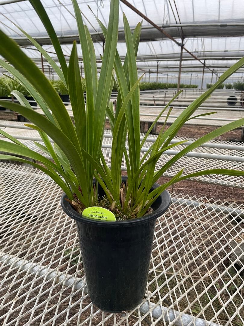 R8年キンリョウヘン花芽8本#1