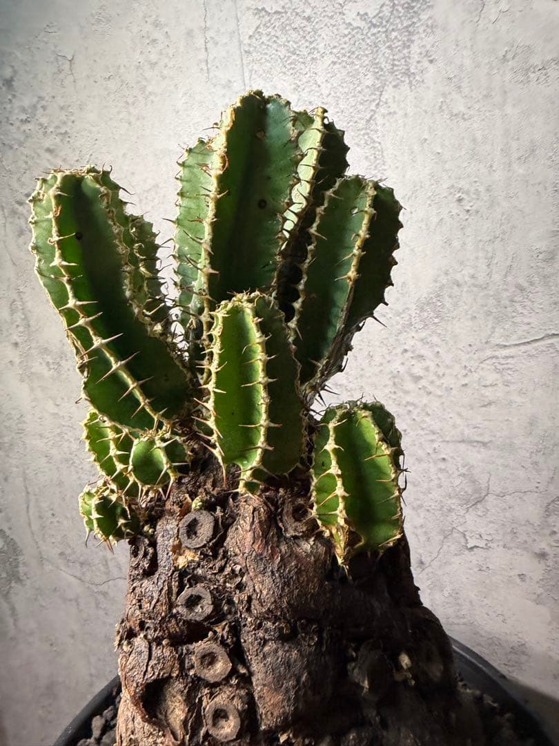 Kawasakiz1様. 【超特大・極上株】ユーフォルビア ムランジーナ