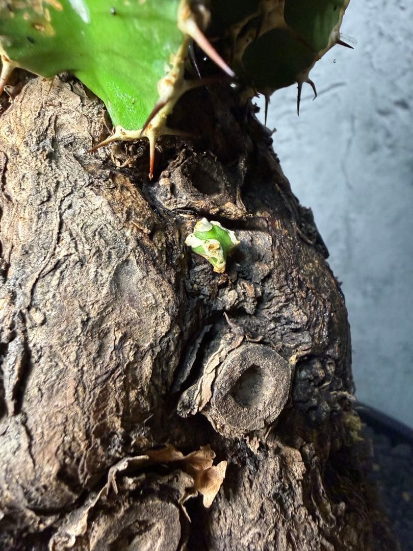 Kawasakiz1様. 【超特大・極上株】ユーフォルビア ムランジーナ