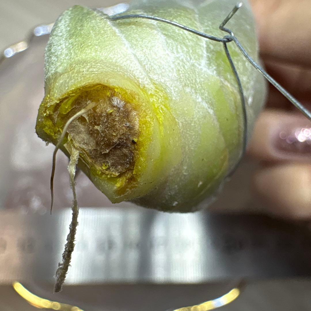 ブロメリア・エアープランツ Tillandsia Chapeuensis