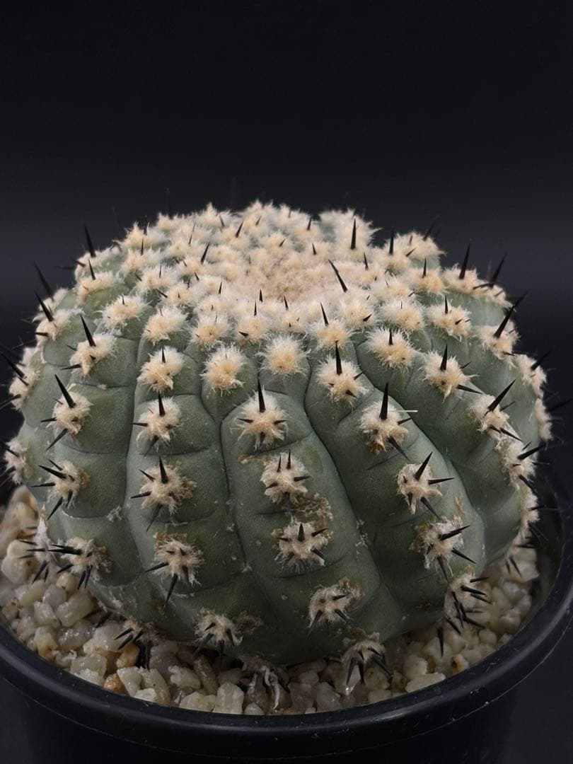 短刺螺旋　黒王丸　コピアポア　台付