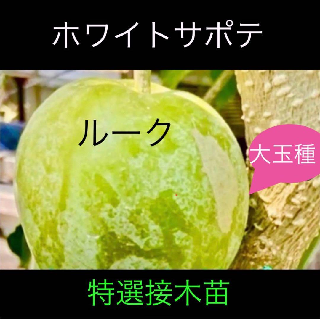 くろ❶-2ホワイトサポテ　ルーク 接木苗