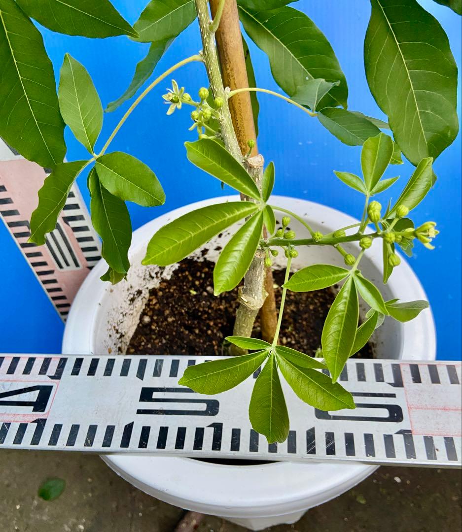 くろ❶-2ホワイトサポテ　ルーク 接木苗