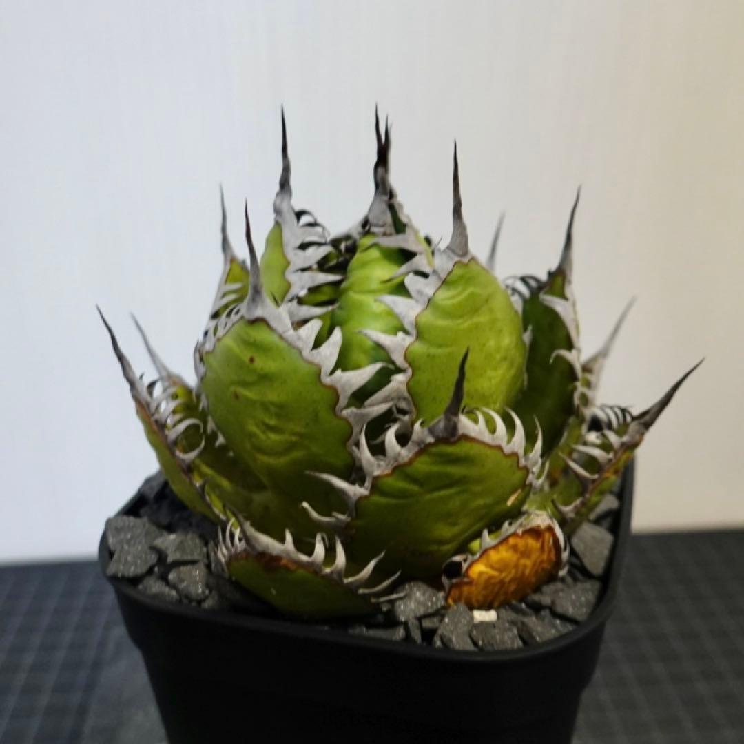 2137 【鉢のまま発送】 アガベ ホリダ