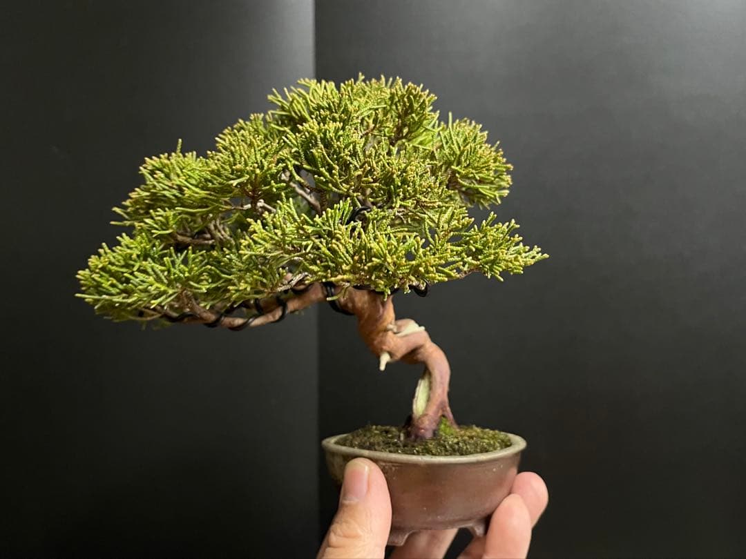 真柏盆栽　糸魚川真柏　古木　捻転幹　小品盆栽　ミニ盆栽　樹高15.5cm